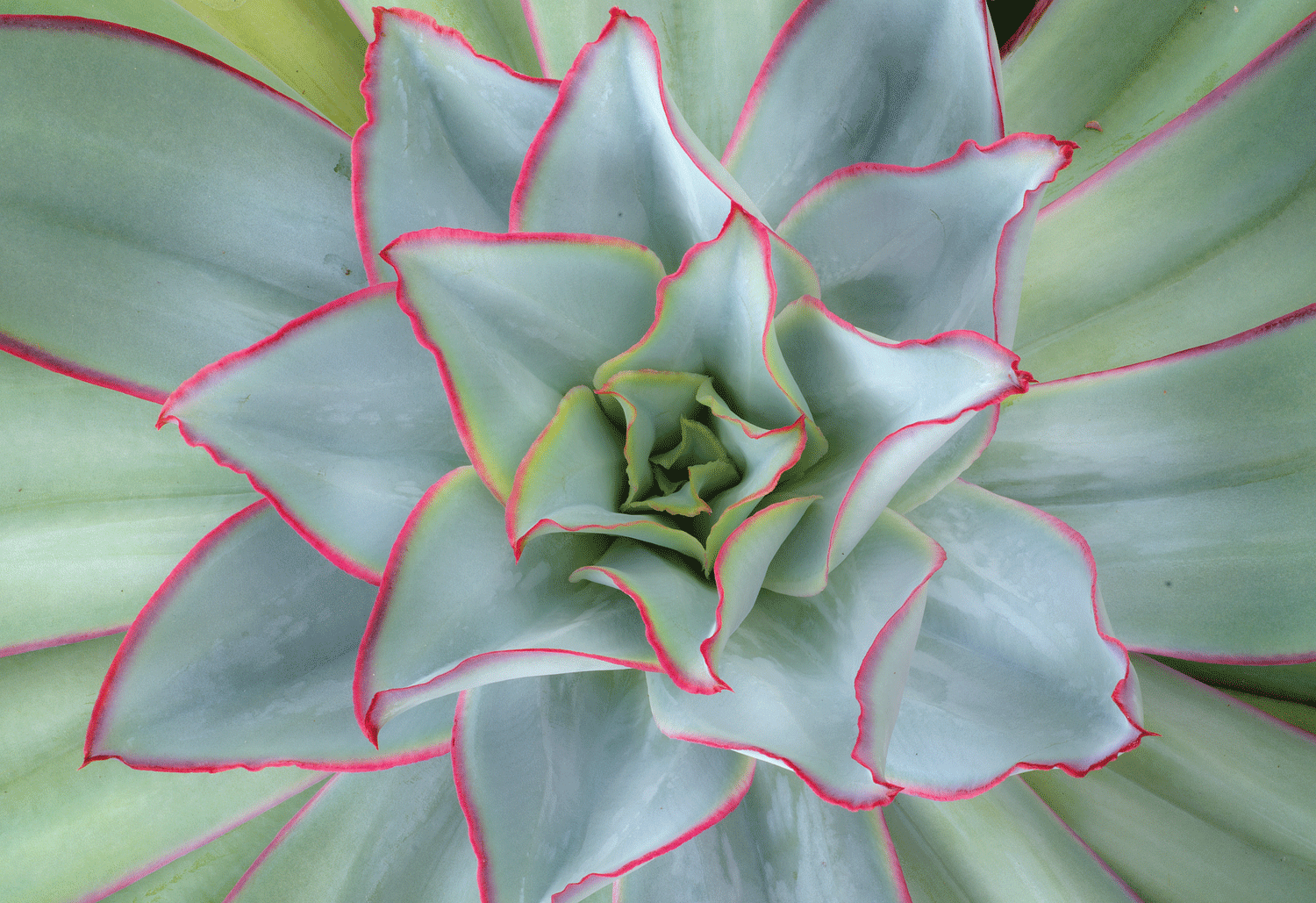 Echeveria subrigida