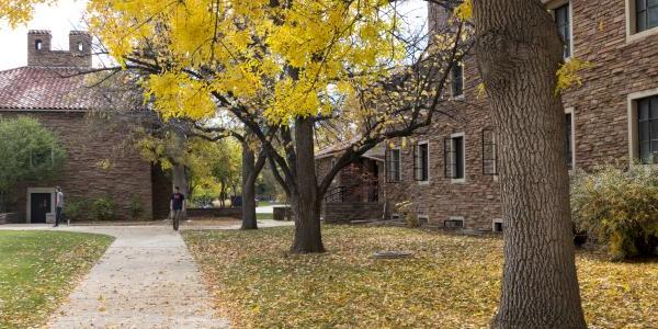 Between campus buildings, a sidewalk and lawn are carpeted with fallen yellow leaves.